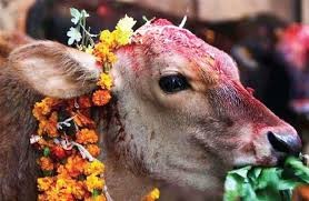 यमपञ्चकको चौथो दिन :आज गाई,गोरु र गोवर्द्धन पहाडको पूजा गरिँदै