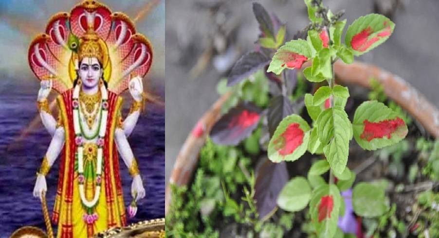 आजदेखि कार्तिक शुक्ल एकादशीका दिनसम्म तुलसीको विशेष पूजा