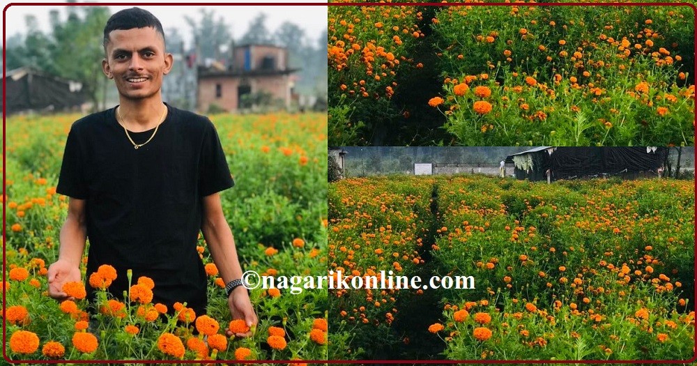 देवदहका २२ बर्षिय पवनको लाेभलाग्दाे पुष्प खेती,ढकमक्क फूले सयपत्री (फोटोफिचर)