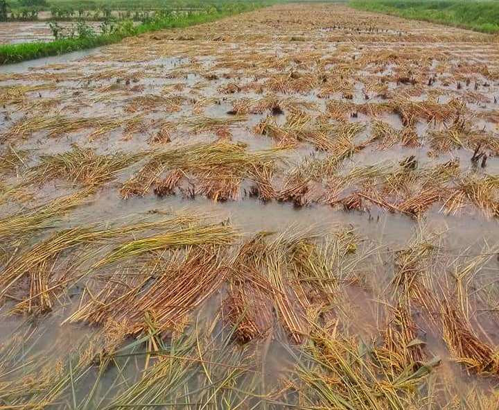 वर्षाका कारण धान बालीमा क्षति ब्यहोरेका दाङका कृषकलाई १० करोड राहत