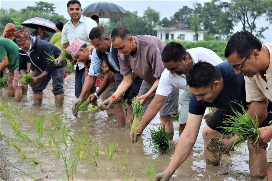 किसान तिलक थारुको खेतमा धान रोपाँइ,बुटवलका मेयर पाण्डेय बने राेपाहार