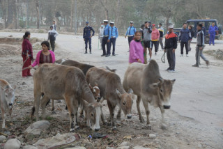 छाडा चौपाया व्यवस्थापनमा बुटवल उपमहानगरको पहल कदमी (फोटोफिचर)