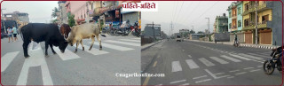 बुटवलका सडकमा देखिन छाडे छाडा चौपाया (फोटो फिचरसहित)