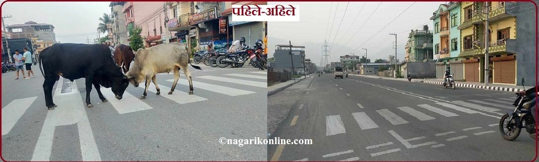 बुटवलका सडकमा देखिन छाडे छाडा चौपाया (फोटो फिचरसहित)