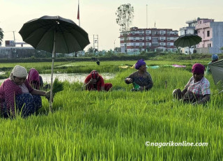 समयमा मनसुन सक्रिय नहुँदा लुम्बिनीमा अझै अपेक्षाकृत रोपाइँ हुन सकेन