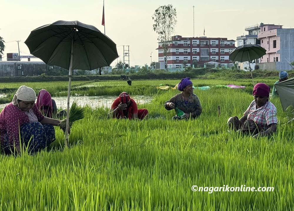 समयमा मनसुन सक्रिय नहुँदा लुम्बिनीमा अझै अपेक्षाकृत रोपाइँ हुन सकेन