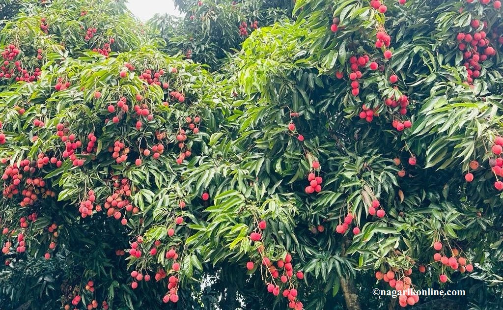 लिची खानुका फाइदाहरु जानौँ