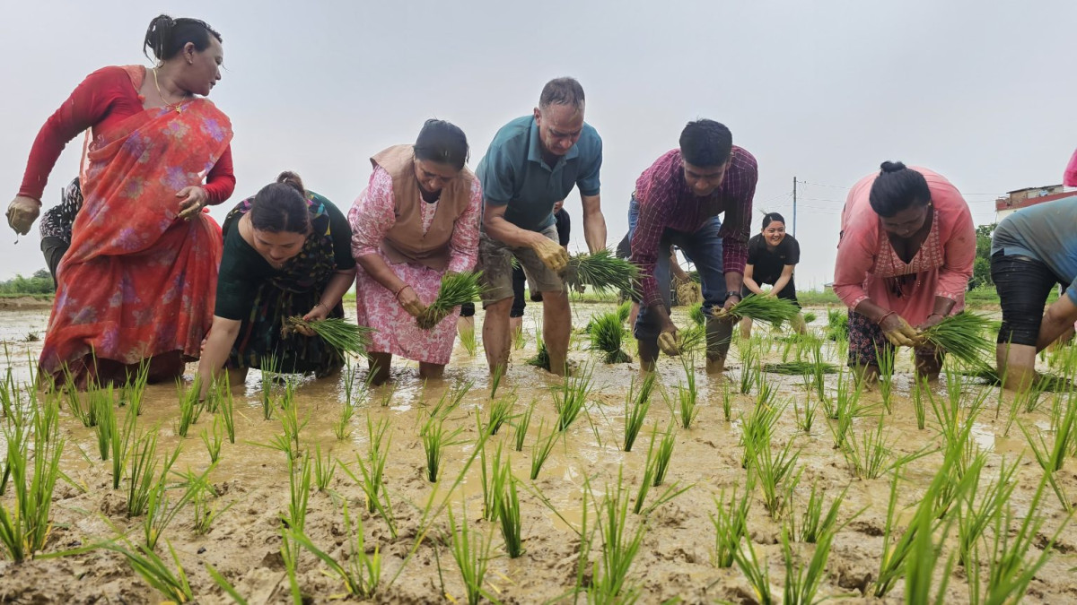 बुटवल १९ का तिर्थ थारूको खेतमा रोपे  मेयर-उपमेयरले धान,मनाए दिवस