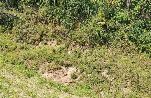 प्युठानमा  नवजात शिशु हत्याको रहस्य कुकुरका कारण खुल्यो